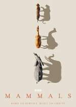 Watch Mammals Freemovieswatch