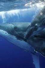 Watch Big Blue Live Freemovieswatch