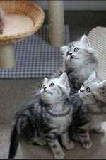 Watch The Secret Life of Kittens Freemovieswatch