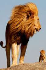 Watch Lions On The Move Freemovieswatch