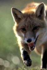 Watch Fox Wars Freemovieswatch