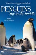 Watch Penguins Spy In The Huddle Freemovieswatch