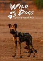 Watch Wild Dogs: Running with the Pack Freemovieswatch