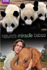 Watch Natures Miracle Babies Freemovieswatch