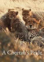 Watch A Cheetah\'s Pride Freemovieswatch
