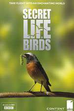 Watch Iolo's Secret Life of Birds Freemovieswatch