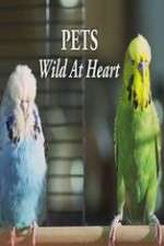 Watch Pets - Wild at Heart Freemovieswatch