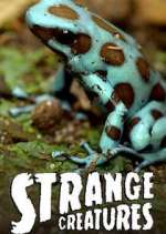 Watch Strange Creatures Freemovieswatch