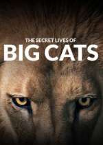 Watch The Secret Lives of Big Cats Freemovieswatch