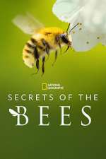 Watch Secrets of the Bees Freemovieswatch
