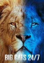 Watch Big Cats 24/7 Freemovieswatch
