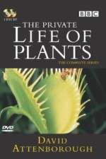 Watch The Private Life of Plants Freemovieswatch