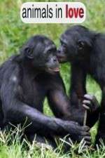 Watch Animals in Love Freemovieswatch