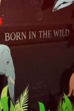 Watch Born In The Wild Freemovieswatch
