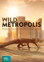 Watch Wild Metropolis Freemovieswatch