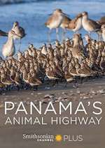 Watch Panama's Animal Highway Freemovieswatch
