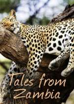 Watch Tales from Zambia Freemovieswatch