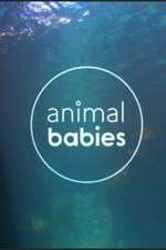 Watch Animal Babies Freemovieswatch