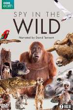 Watch Spy in the Wild Freemovieswatch