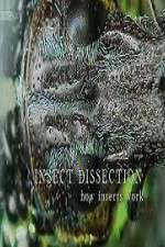 Watch Insect Dissection How Insects Work Freemovieswatch