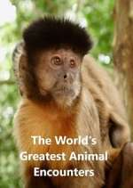 Watch World's Greatest Animal Encounters Freemovieswatch