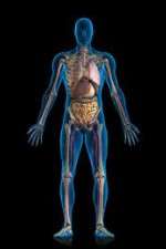 Watch Inside The Human Body Freemovieswatch