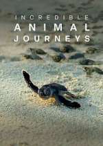 Watch Incredible Animal Journeys Freemovieswatch