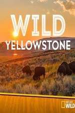 Watch Wild Yellowstone Freemovieswatch