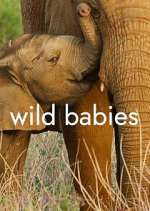 Watch Wild Babies Freemovieswatch