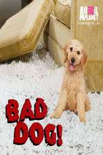 Watch Bad Dog! Freemovieswatch
