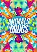 Watch Animals on Drugs Freemovieswatch