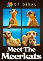 Watch Meet the Meerkats Freemovieswatch