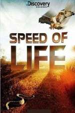 Watch Discovery Channel Speed Of Life Freemovieswatch