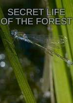 Watch Secret Life of the Forest Freemovieswatch