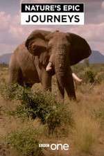Watch Nature's Epic Journeys Freemovieswatch